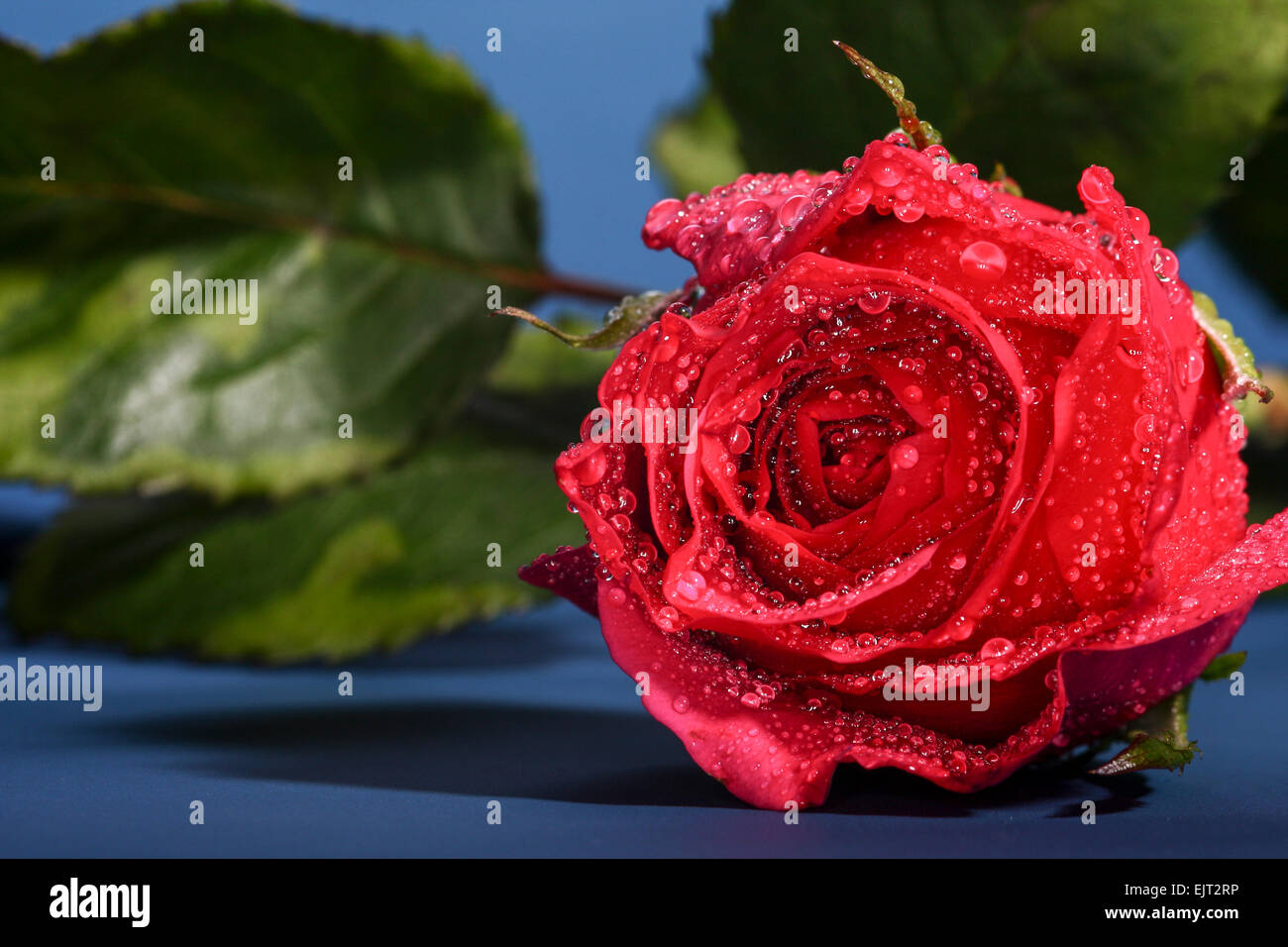 Single red rose on a blue background Stock Photo - Alamy