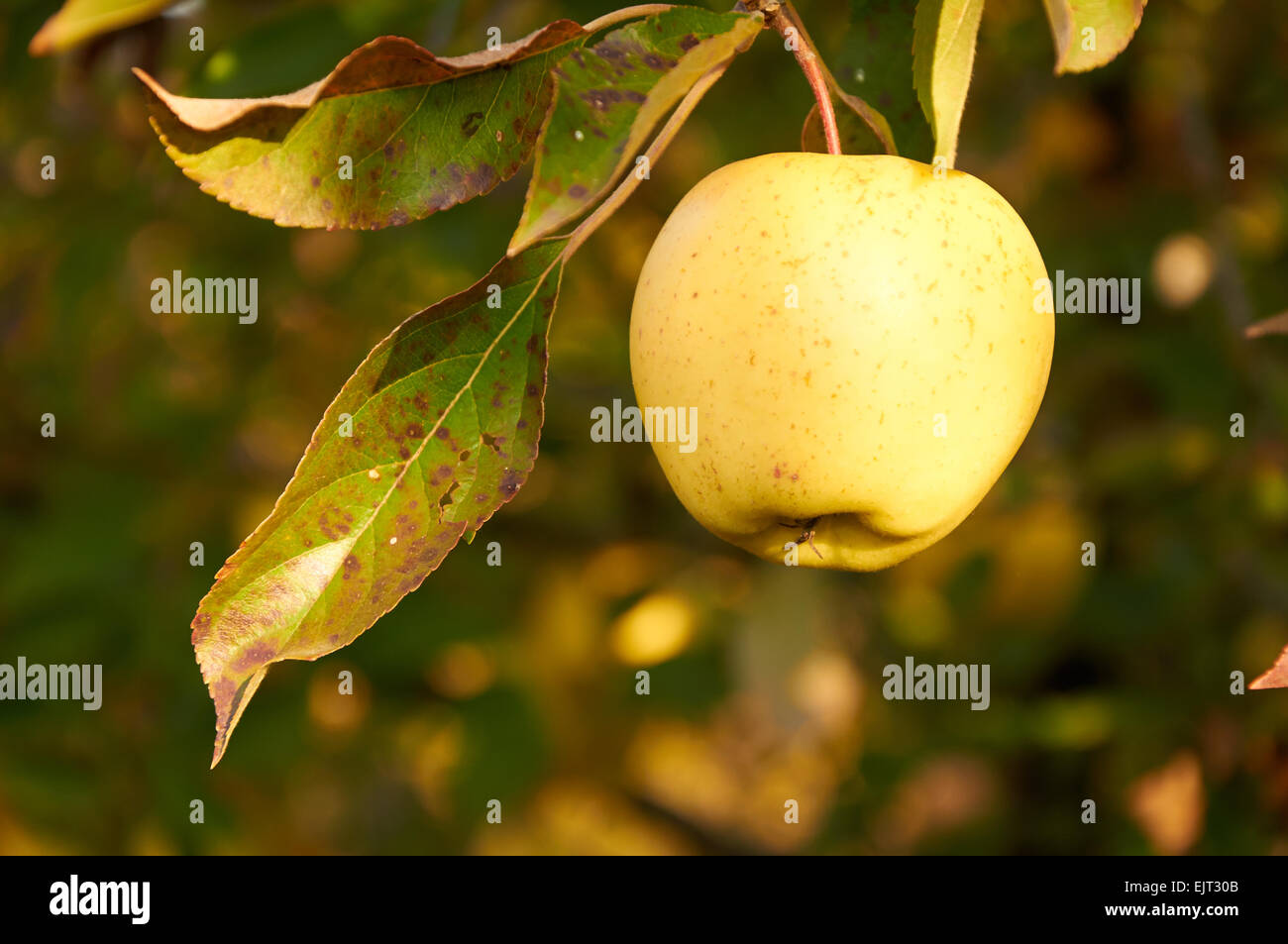 Ripe green yellow apple on the branch Stock Photo