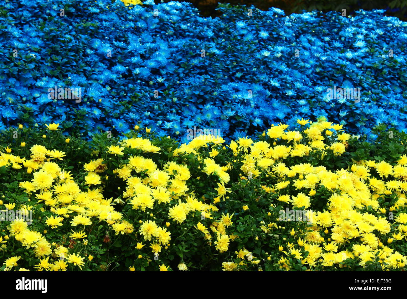 lots of flowers chrysanthemum yellow and blue Stock Photo