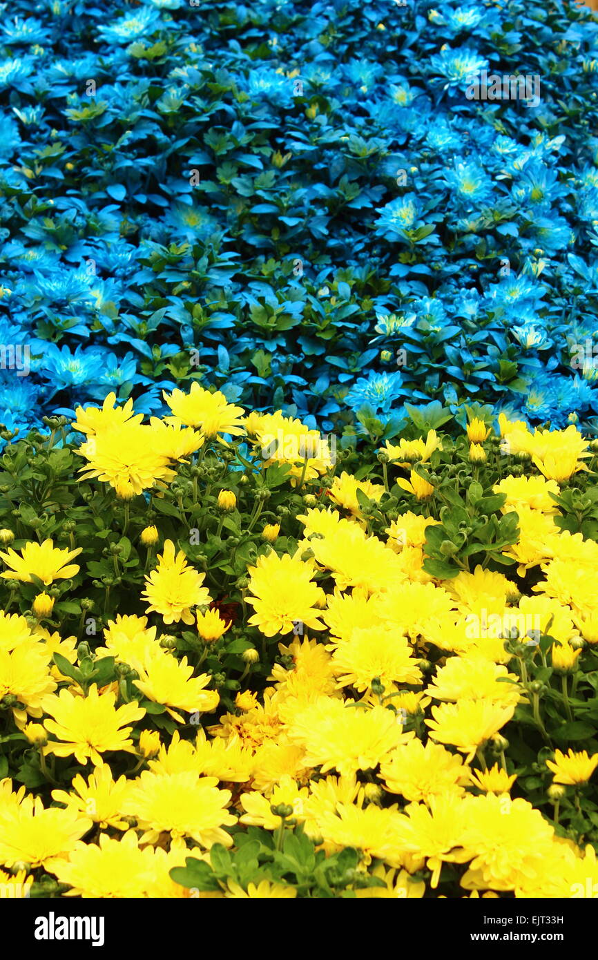 lots of flowers chrysanthemum yellow and blue Stock Photo