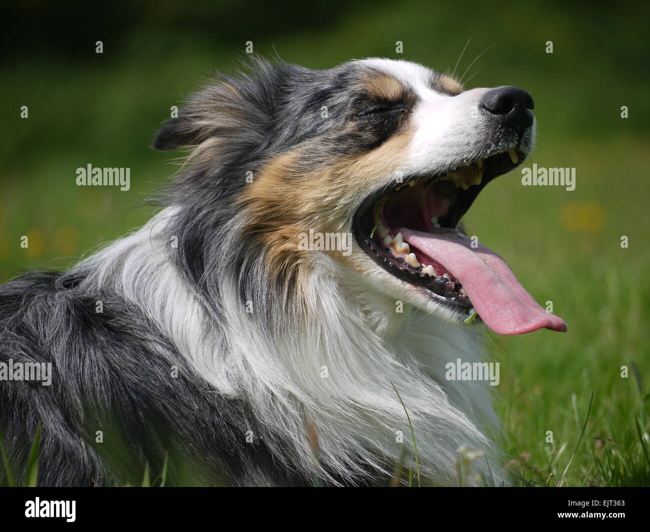 A blue merle border collie panting in a field Stock Photo