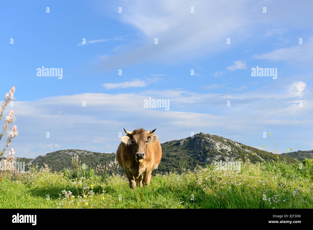 Cow green grass field farm cloud farmland hi-res stock photography and ...