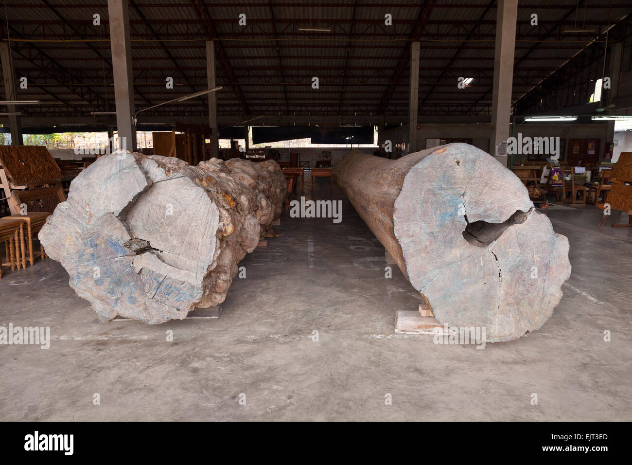 Rosewood (left) and teak (right) logs waiting to be cut and processed at a fine furniture workshop, Chiang Mai, Thailand. Stock Photo