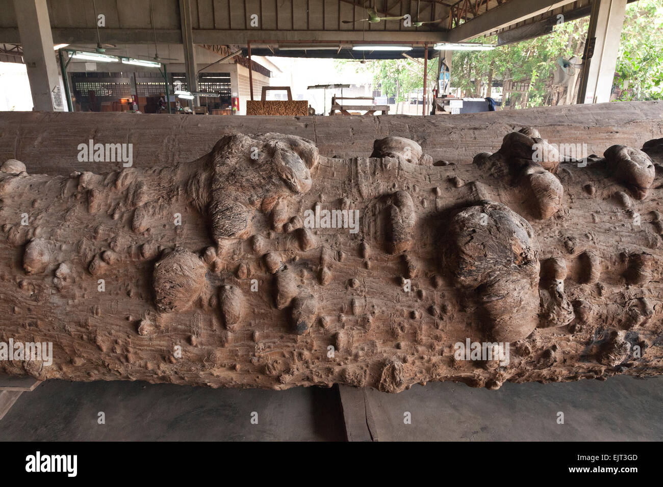 Rosewood log, waiting to be cut and processed. Chang Mai, Thailand. Stock Photo