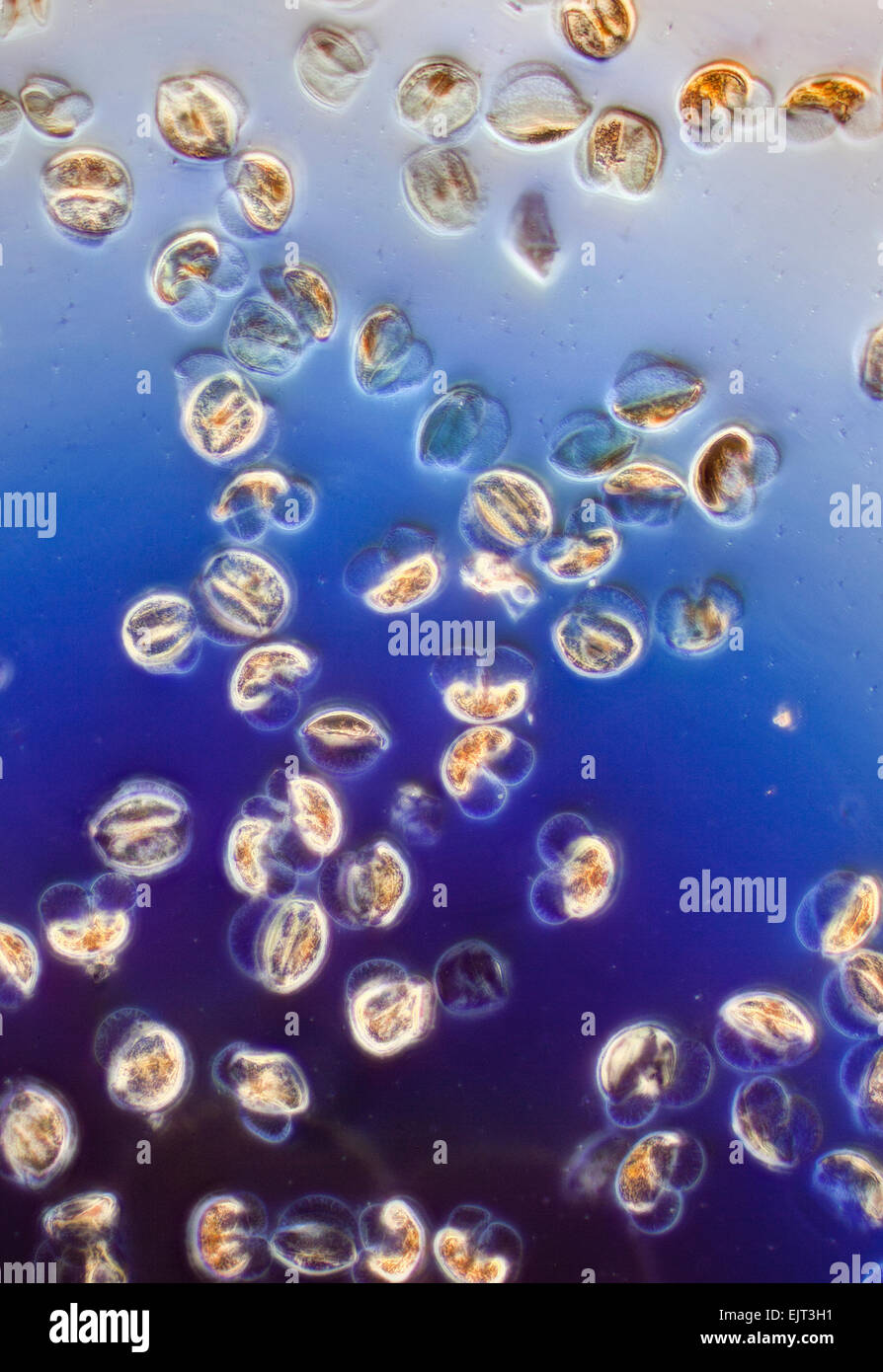 Pollen de pin, SEM Photo Stock - Alamy