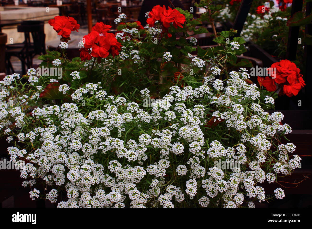 a large number of colors white alyssum Stock Photo - Alamy