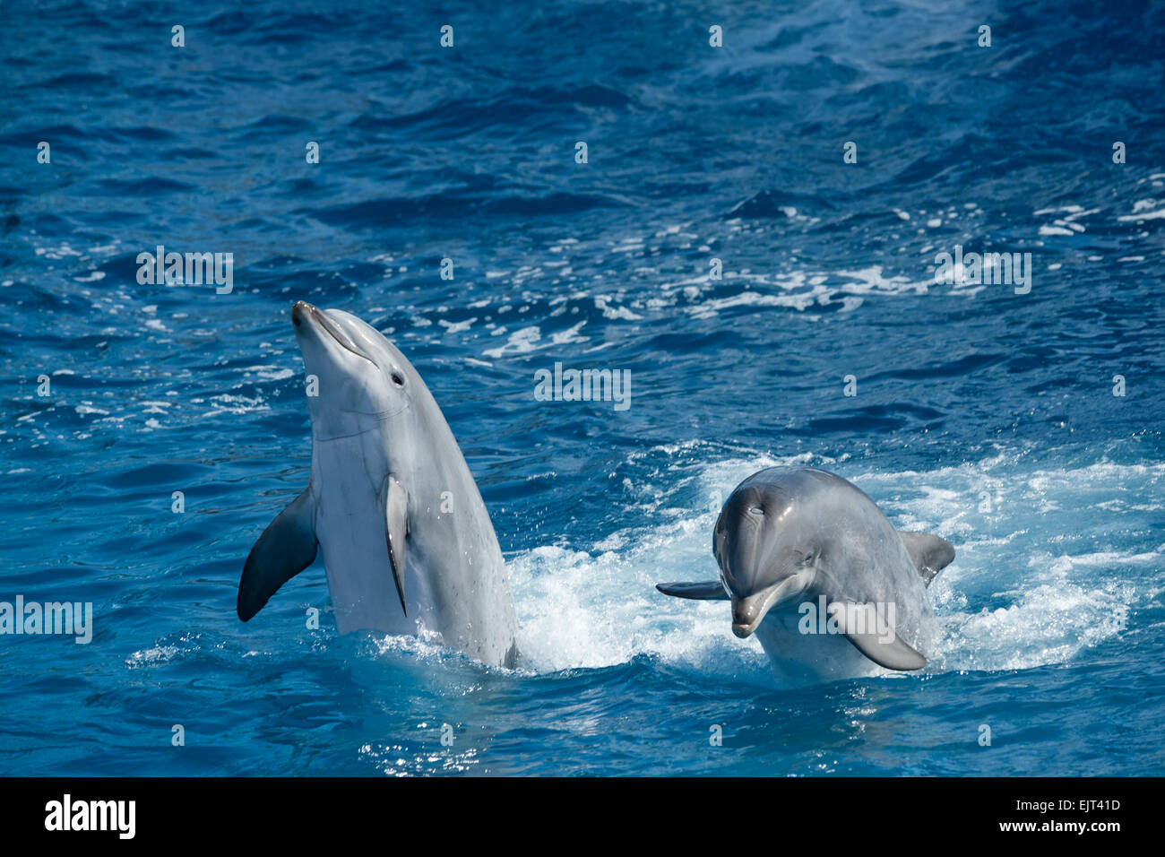 Two dolphins playing during performance in the ocean park Stock Photo