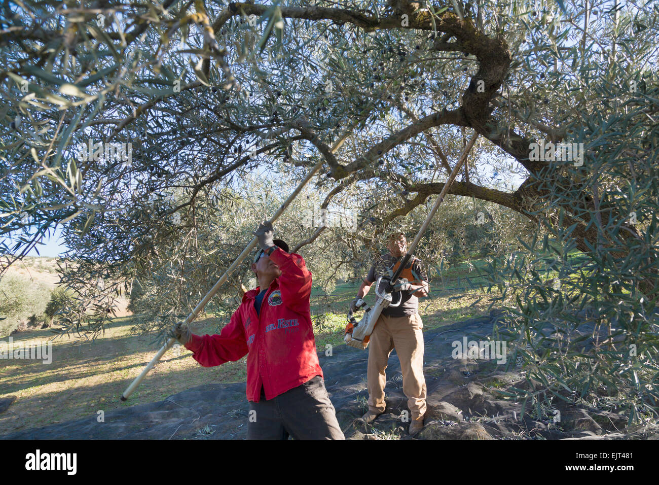 Andalusia, southern Spain.  Two men harvesting olives.  The man at the back has a battery operated tree branch shaker which make Stock Photo