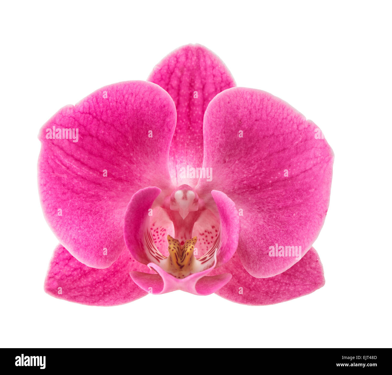 Orchid flower head isolated on white background. Fresh pink blossom Stock Photo