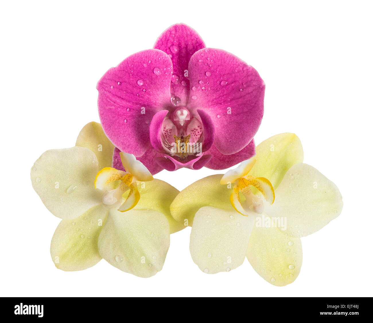 Orchid flower head isolated on white background. Fresh pink and yellow blossoms Stock Photo