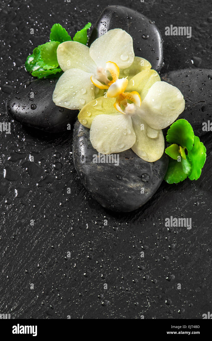 Spa concept with orchid flowers and green leaves with water drops on black background Stock Photo
