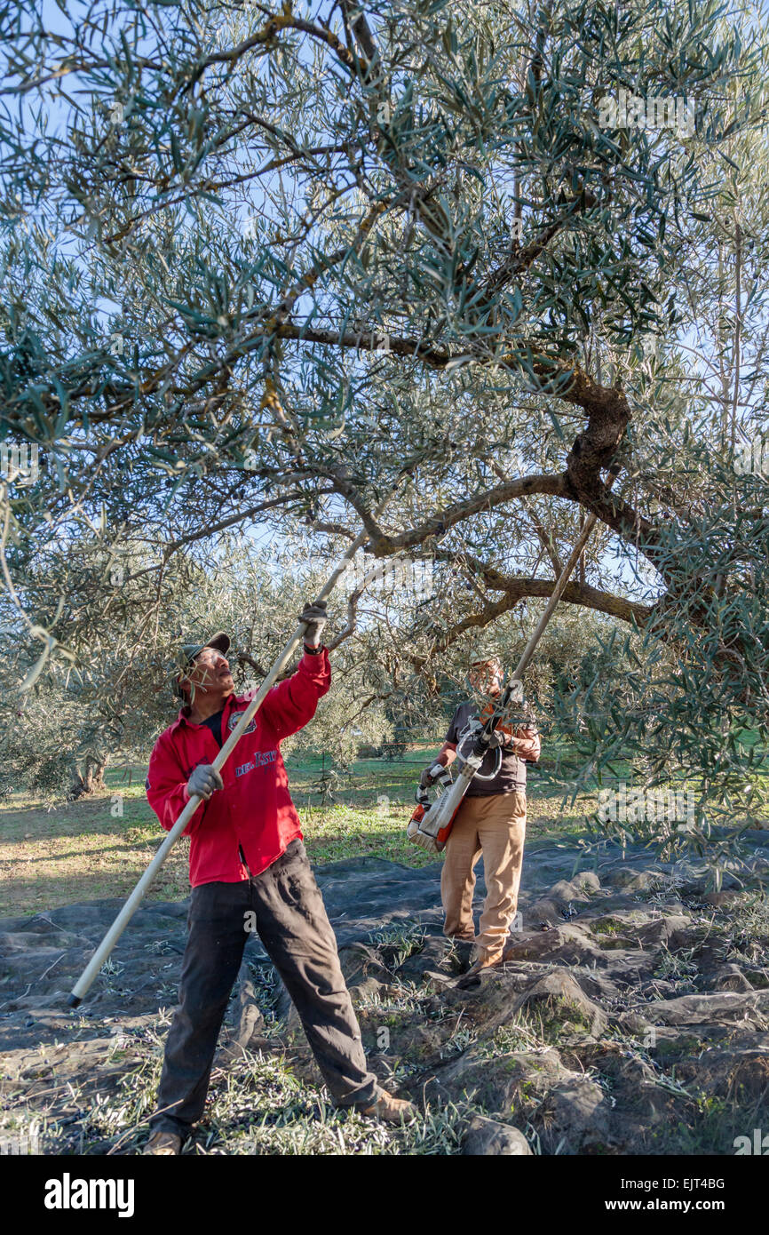 Andalusia, southern Spain.  Two men harvesting olives.  The man at the back has a battery operated tree branch shaker which make Stock Photo
