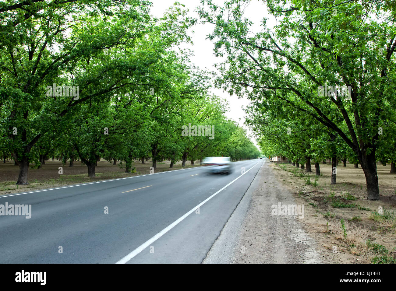 Car driving past pecan orchards near Las Cruces, New Mexico USA Stock