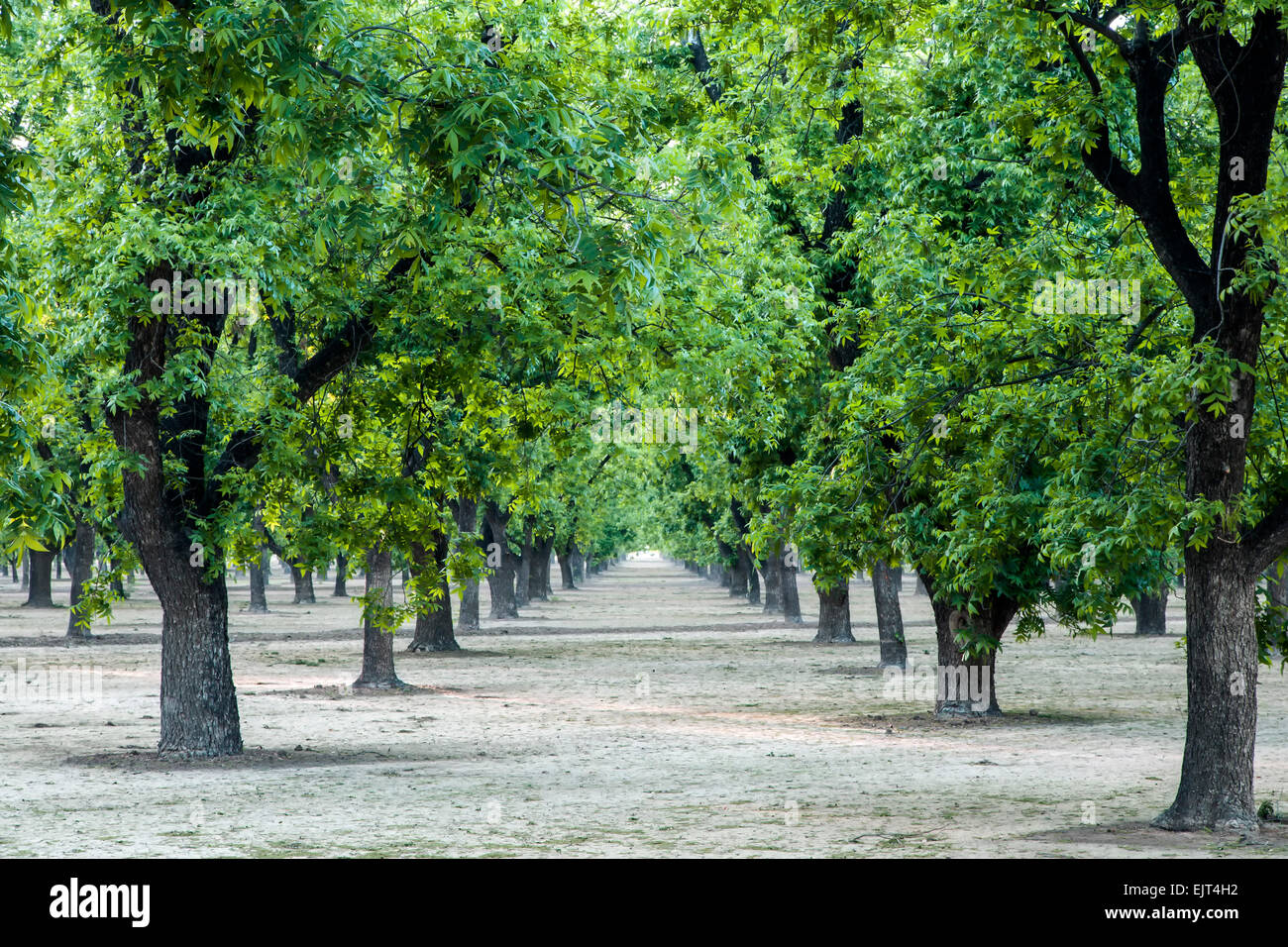 Pecan orchards near Las Cruces, New Mexico USA Stock Photo Alamy