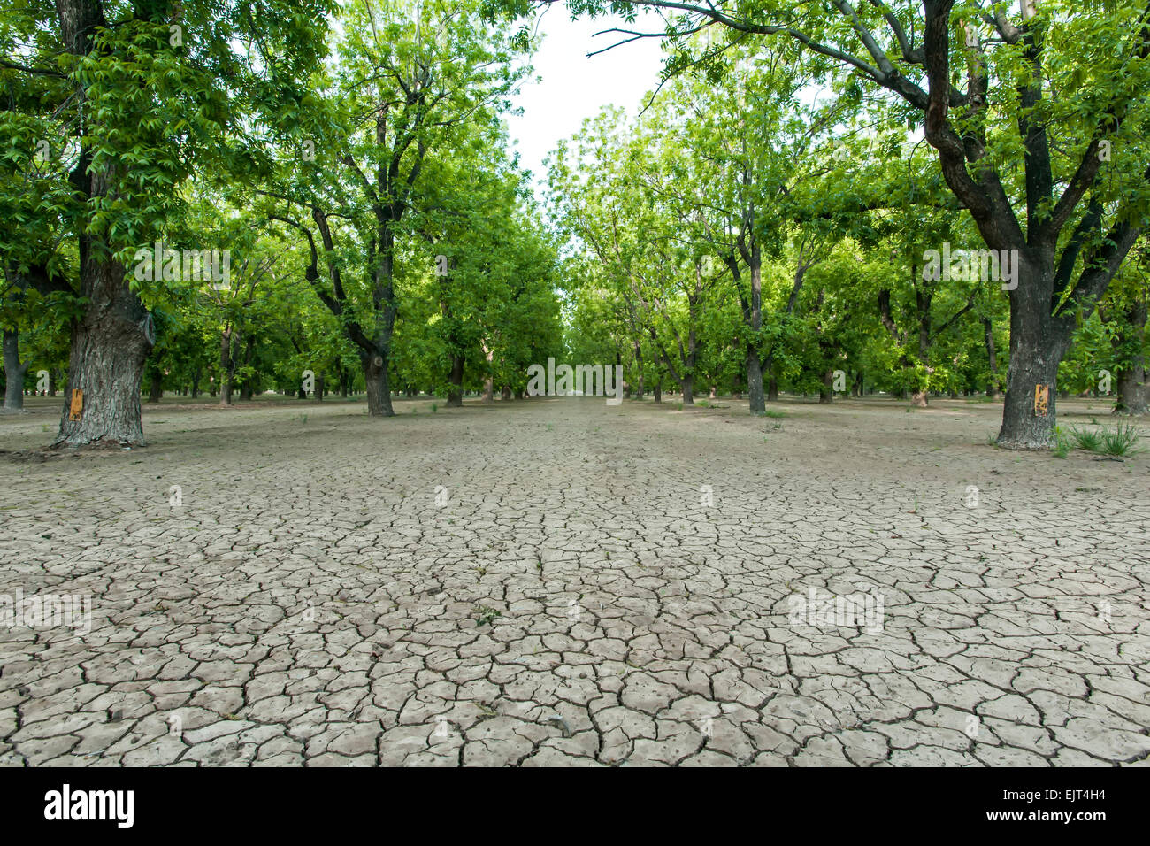 Cracked mud and pecan orchards near Las Cruces, New Mexico USA Stock Photo