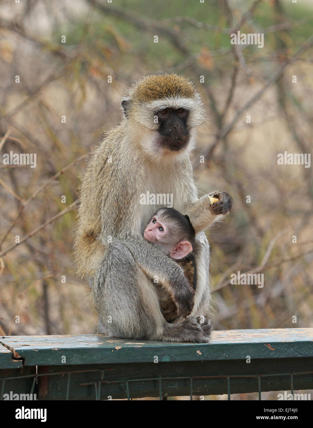 African monkeys Stock Photo