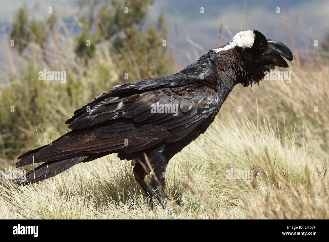 Raventhick Best photos on dibujosparaimprimir