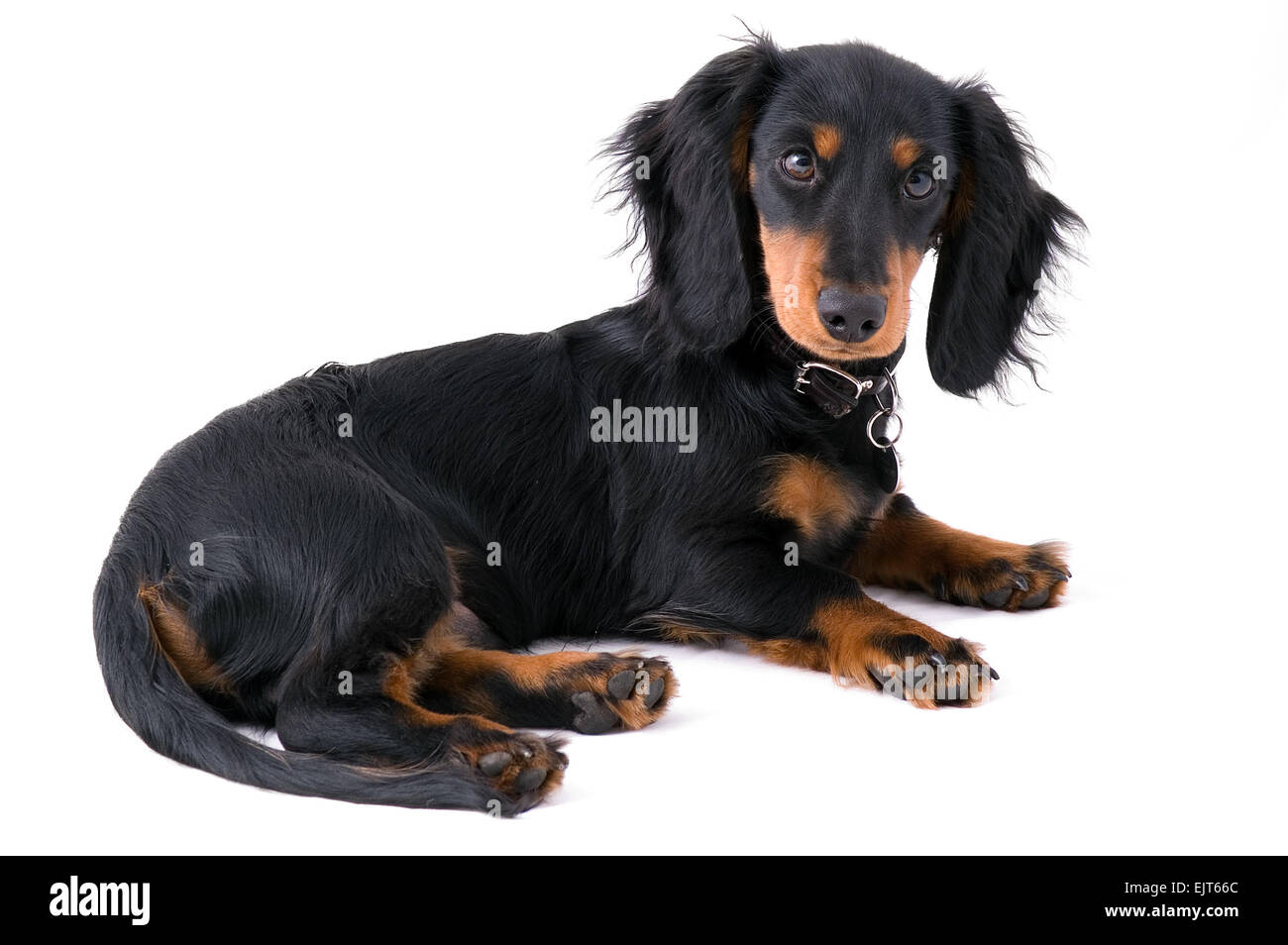 Black dachshound puppy lying on the ground - white background (isolated). Stock Photo