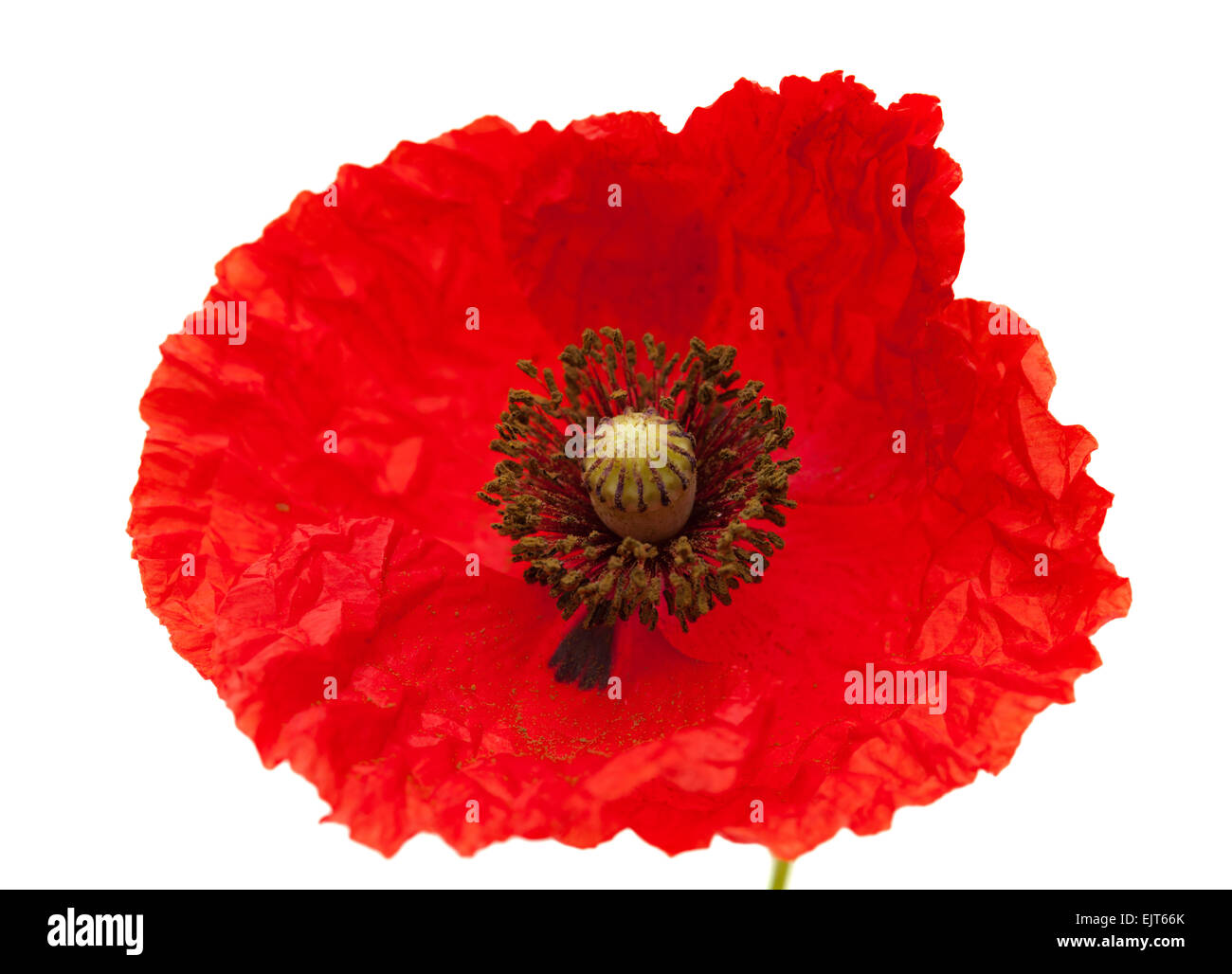 Bright red poppy flower isolated on white background Stock Photo - Alamy