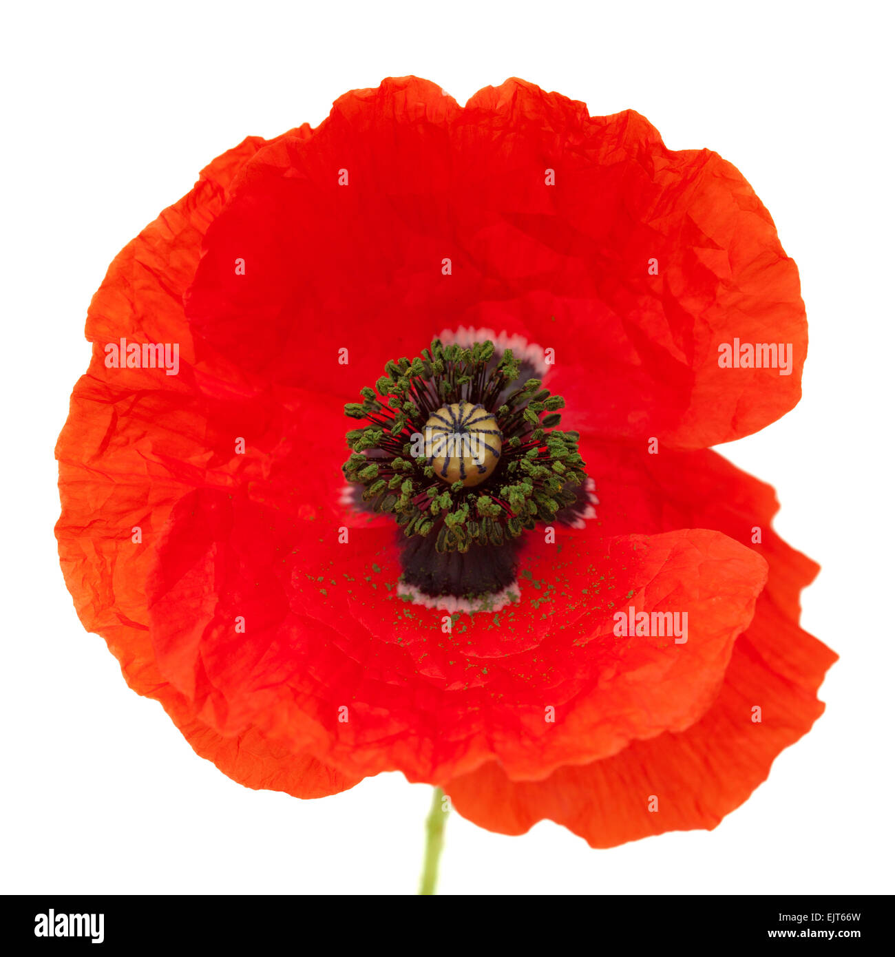 Bright red poppy flower isolated on white background Stock Photo - Alamy