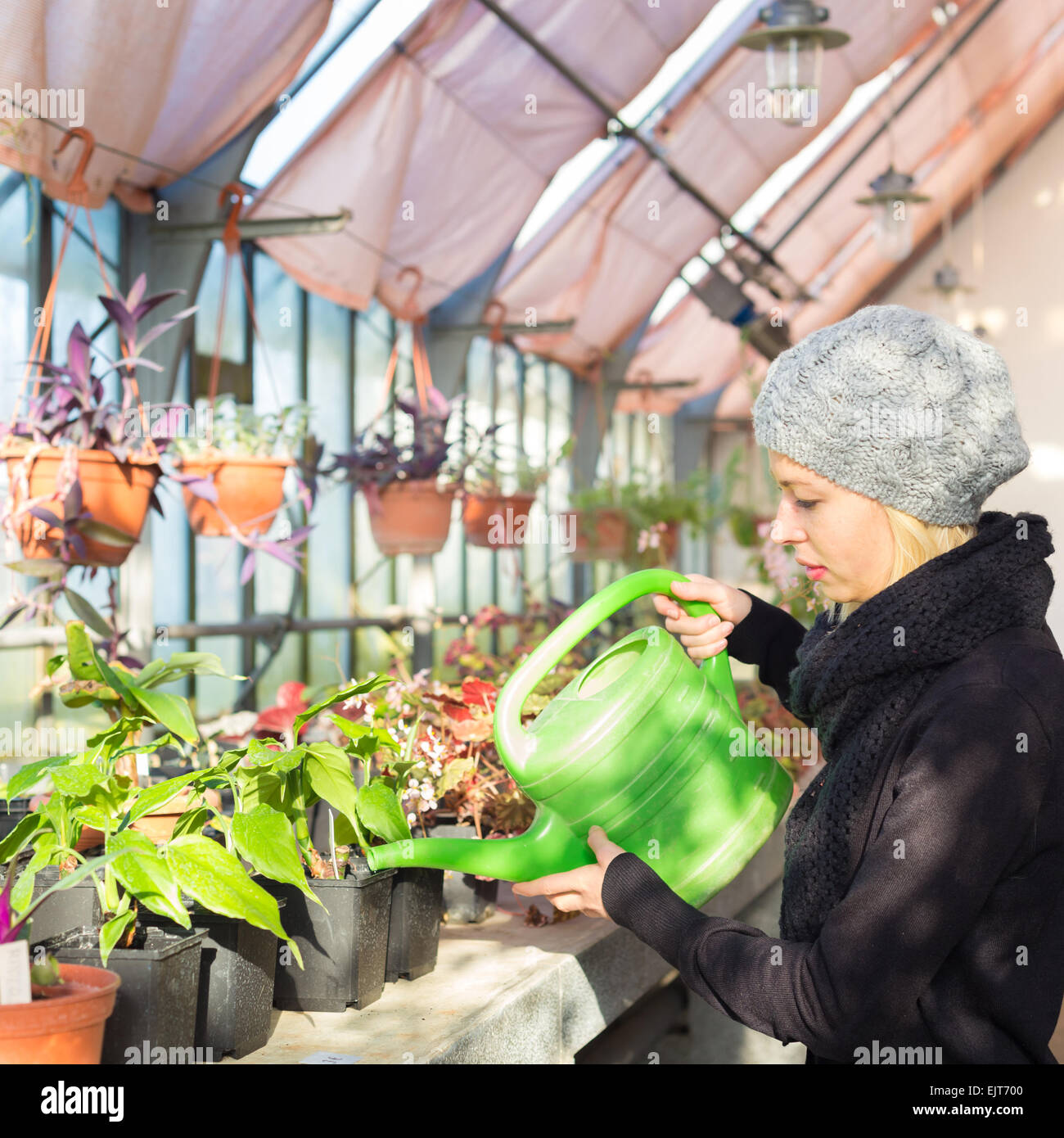 Woman gardening in greenhouse hi-res stock photography and images - Alamy