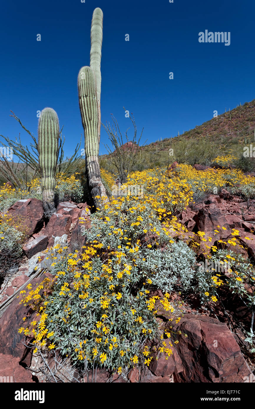 Brittlebush (Encelia farinosa), Saguaro National Park, West, Tucson