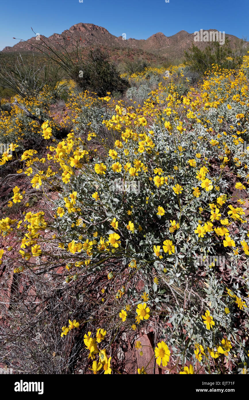 Brittlebush (Encelia farinosa), Saguaro National Park, West, Tucson