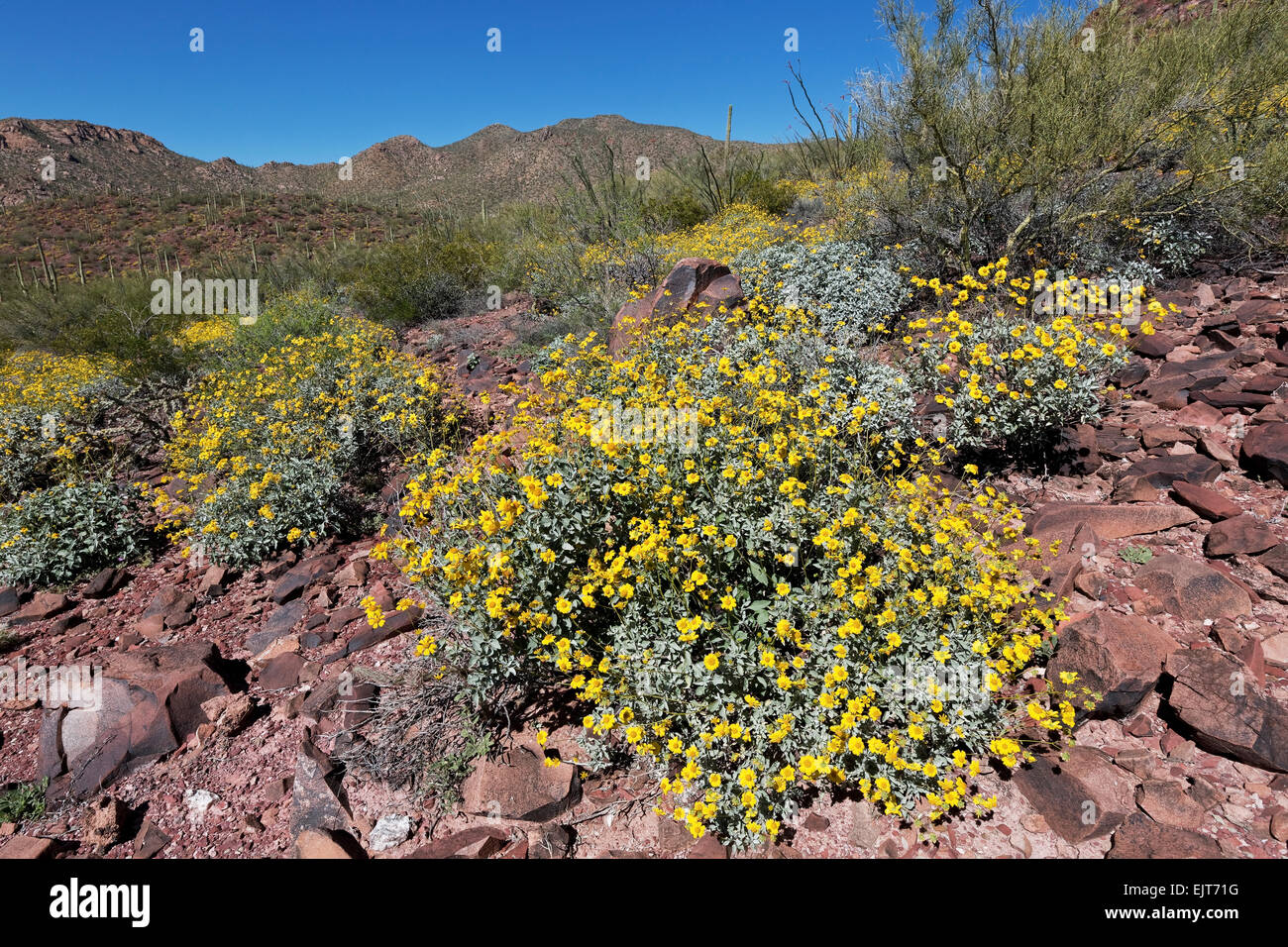 Brittlebush (Encelia farinosa), Saguaro National Park, Tucson, Arizona Stock Photo