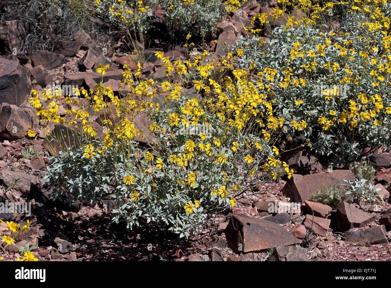 Brittlebush (Encelia farinosa), Saguaro National Park, West, Tucson, Arizona Stock Photo Alamy