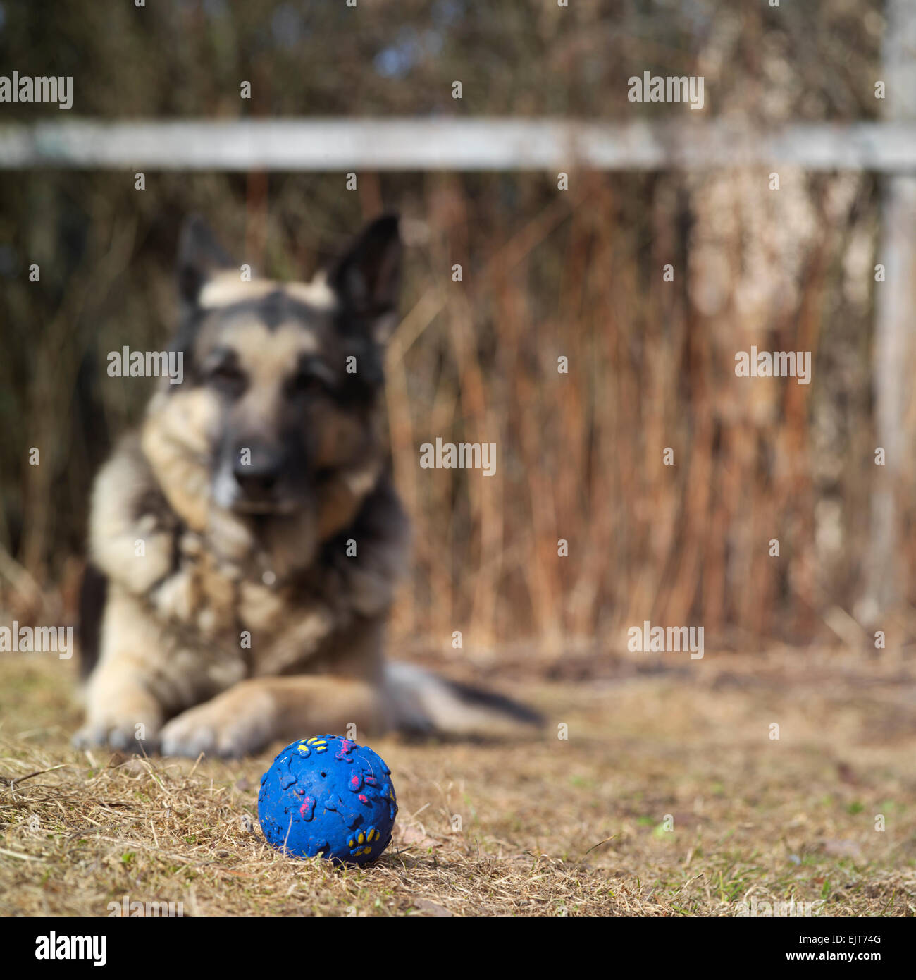 Dog Guarding His Toy Stock Photo Alamy