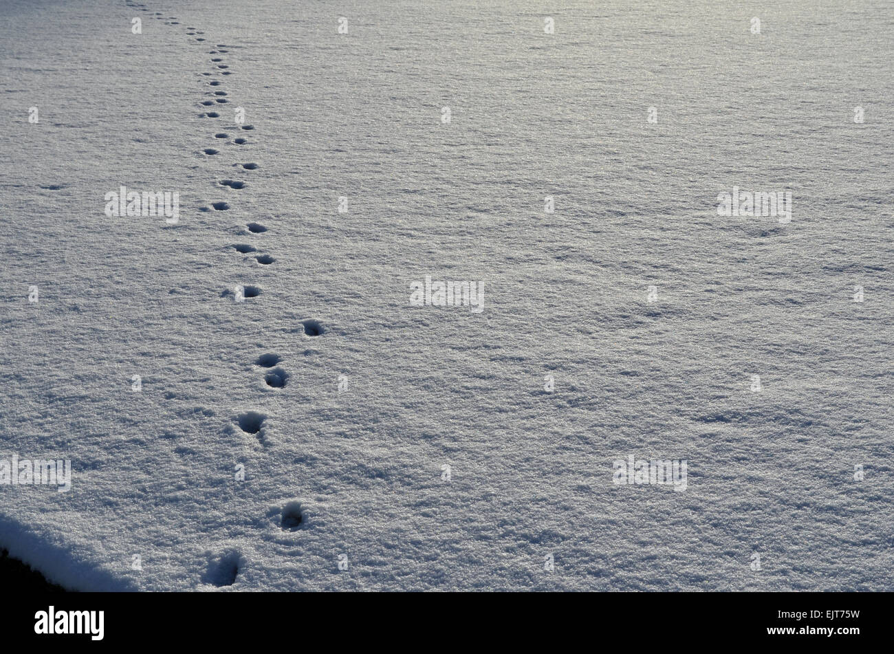 Footprints in the snow on the snow-covered bowling greens in Dalmuir Park. Stock Photo