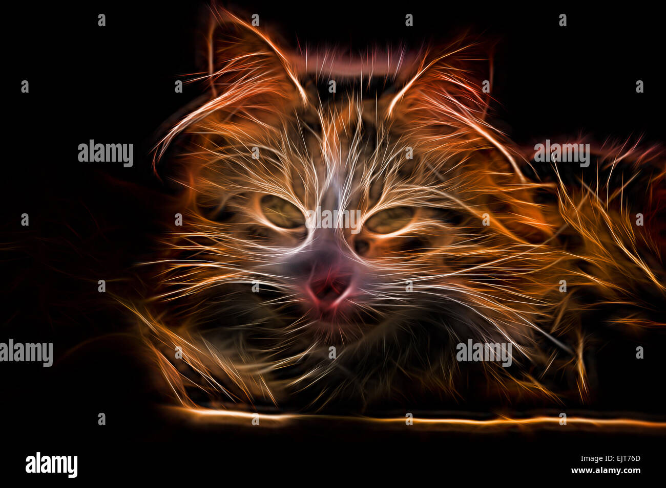 Electric effect Glowing Cat Stock Photo Alamy