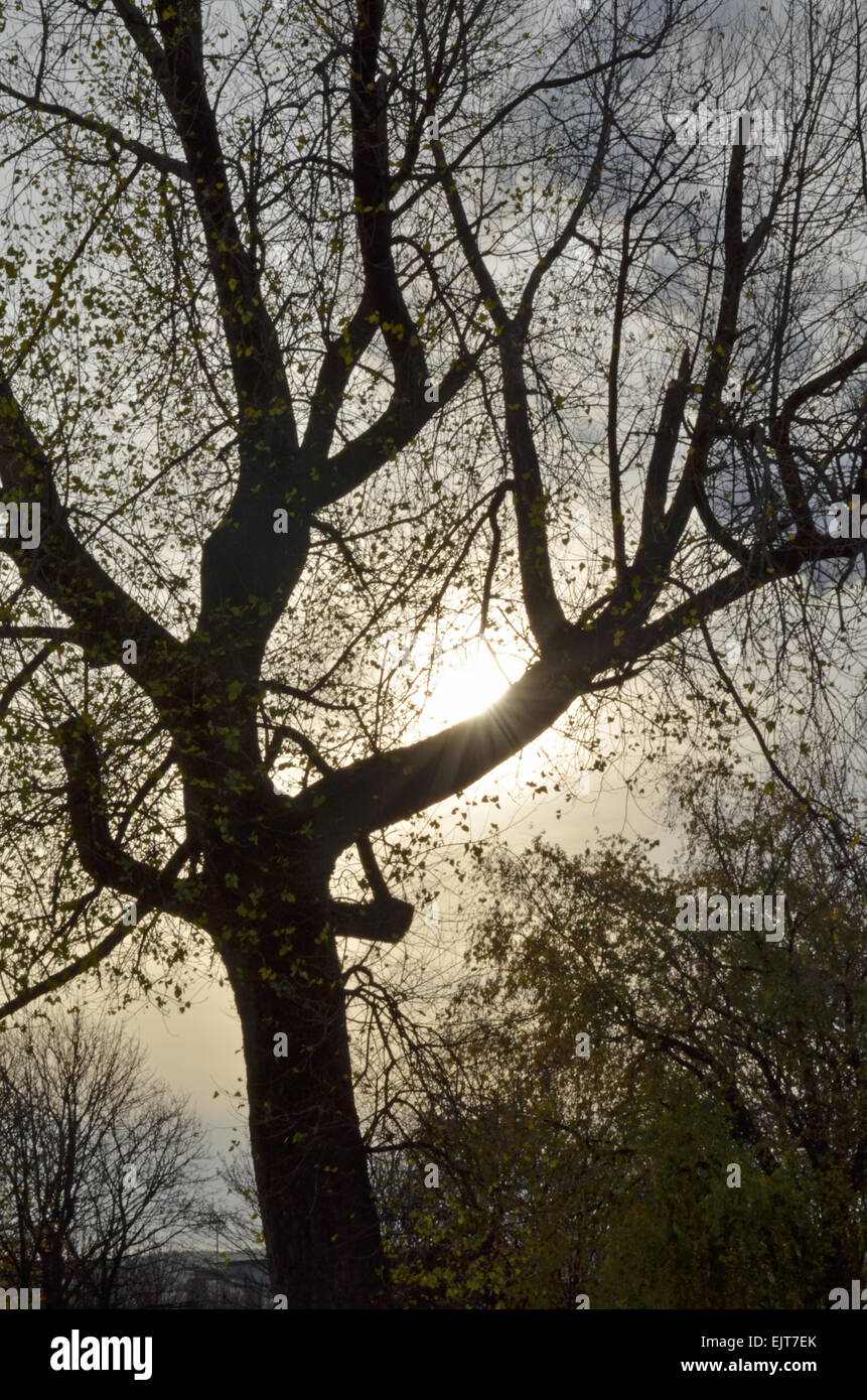 Back lighted tree in Glasgow Green, winter, no leaves on the trees. Stock Photo