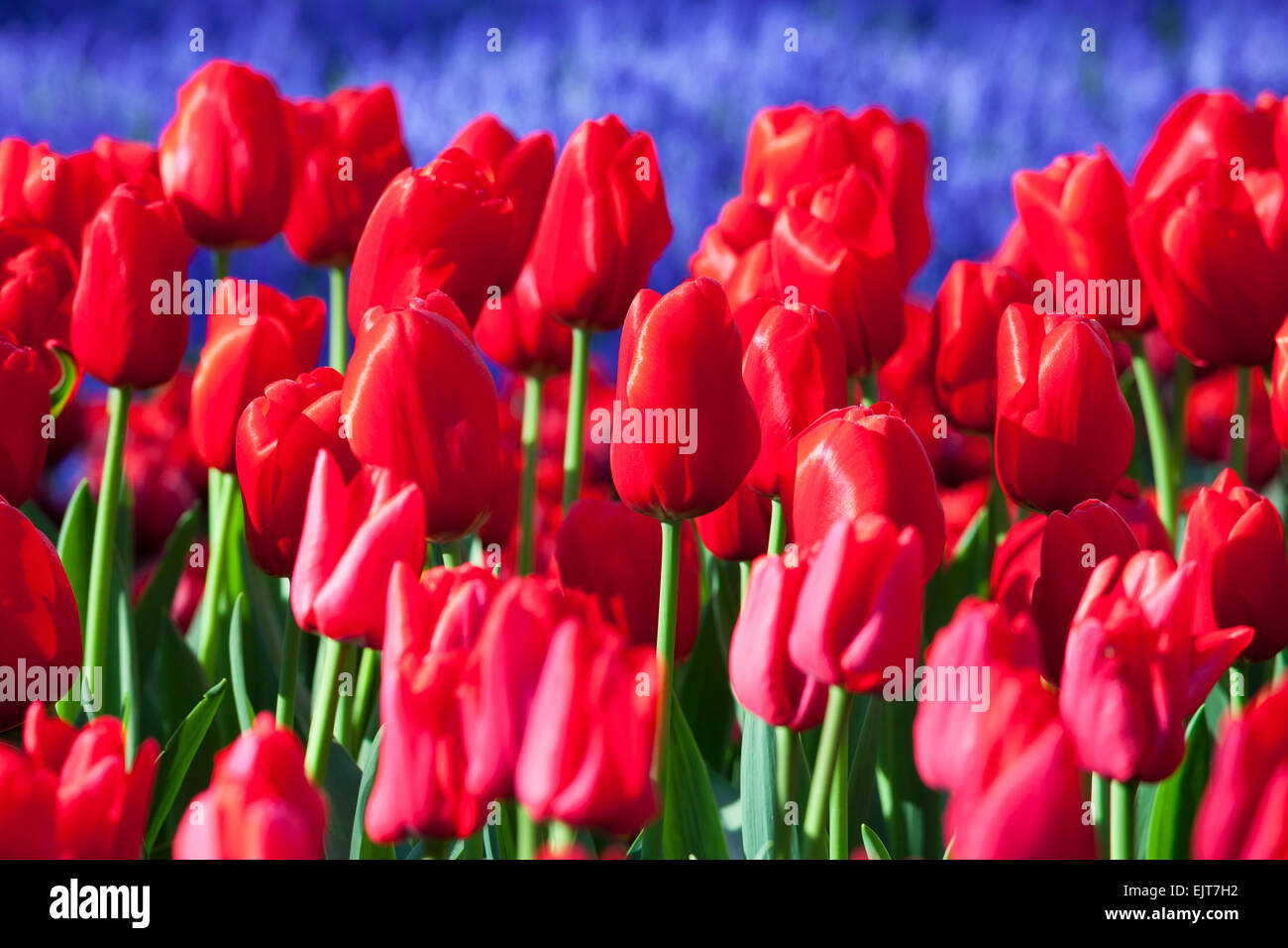 Red Tulips, Keukenhof Gardens, South Holland, Netherlands Stock Photo