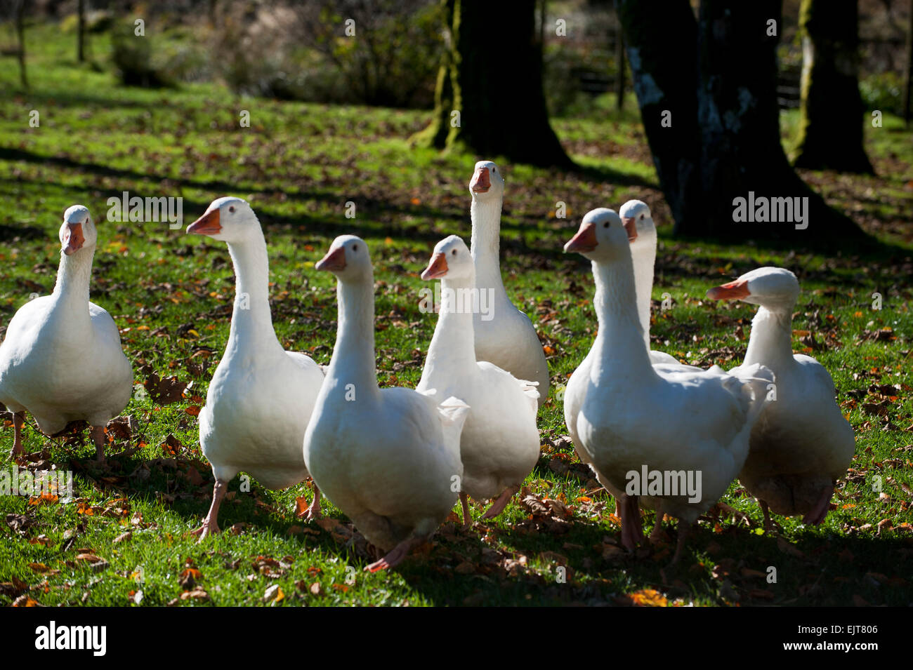 Geese (Anser anser domestica) Devon England Europe Stock Photo