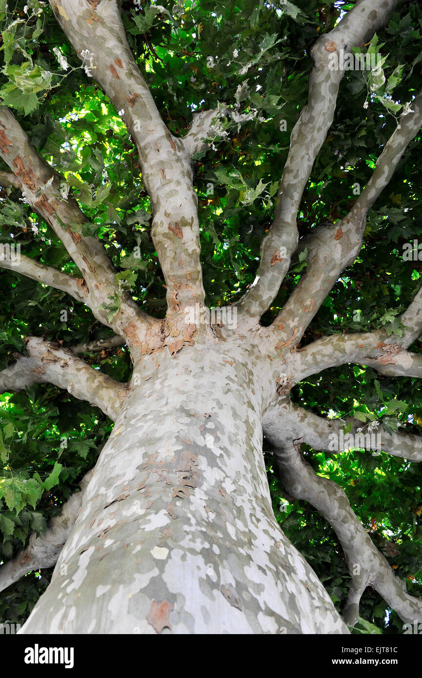 Blick von unten in eine Platane | Bottom view  in a plane tree(genus Platanus) Stock Photo