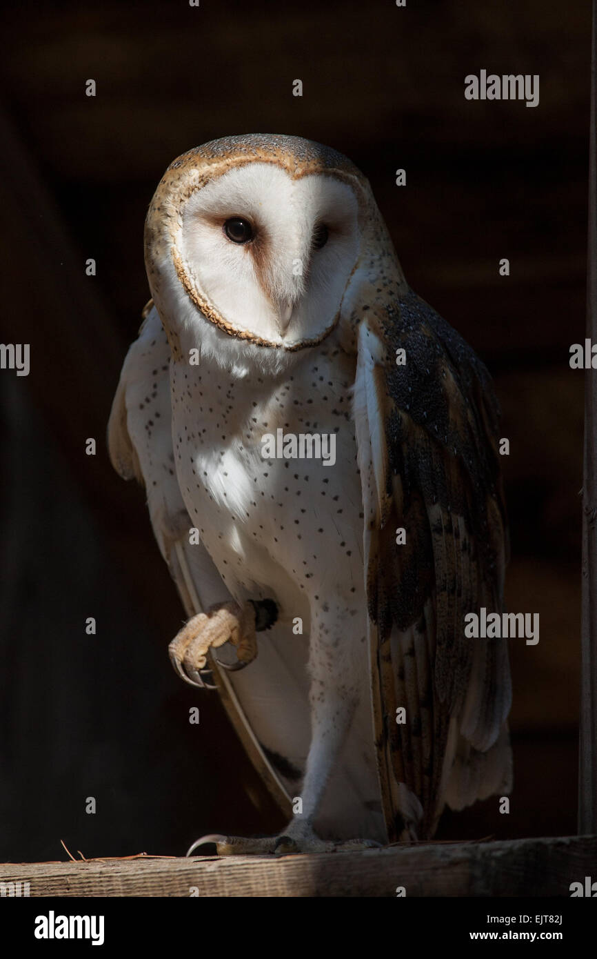 A British barn owl perched in a rafter. Stock Photo