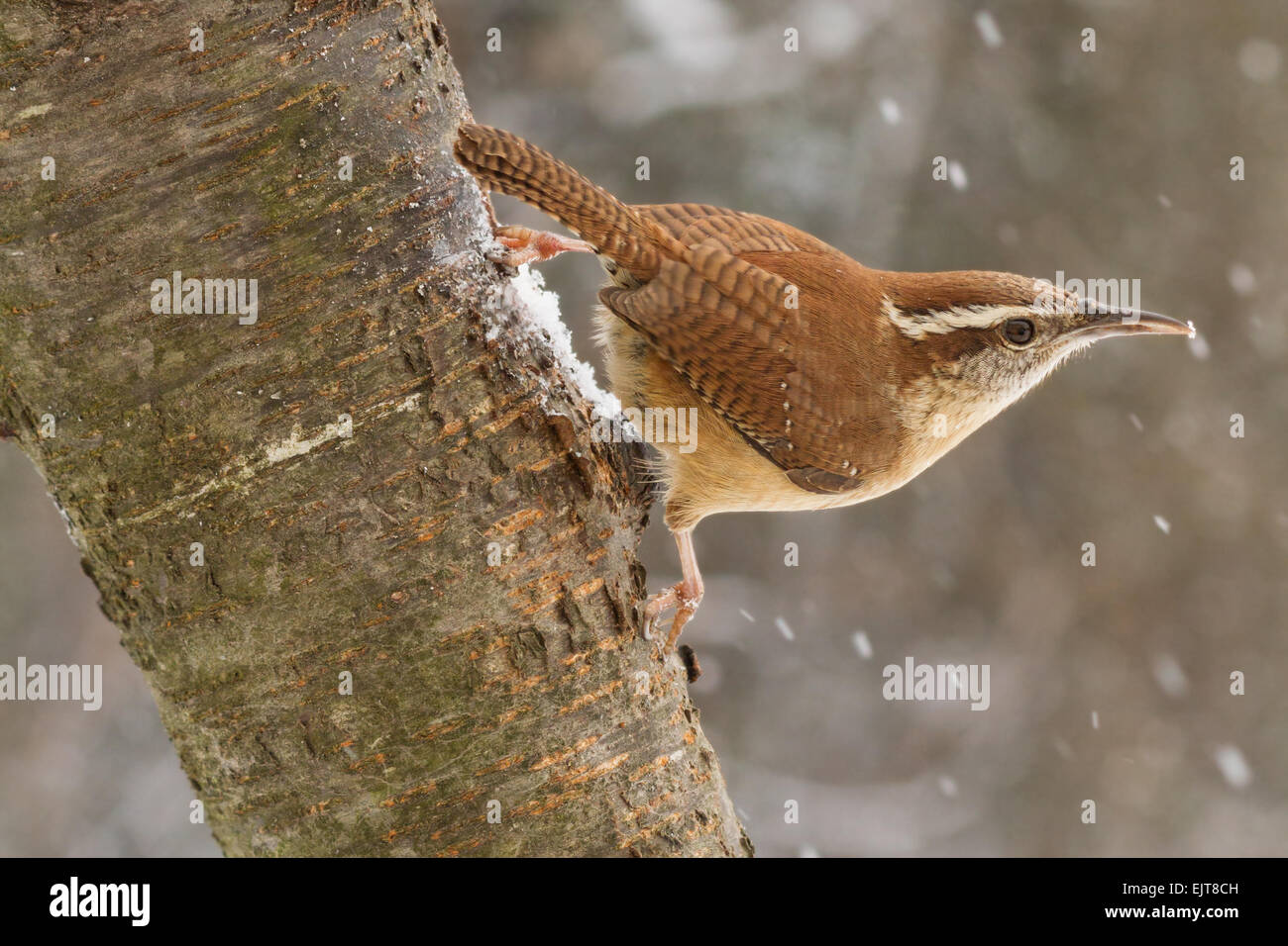 A Carolina wren hanging from an ash tree during a snow storm. Stock Photo