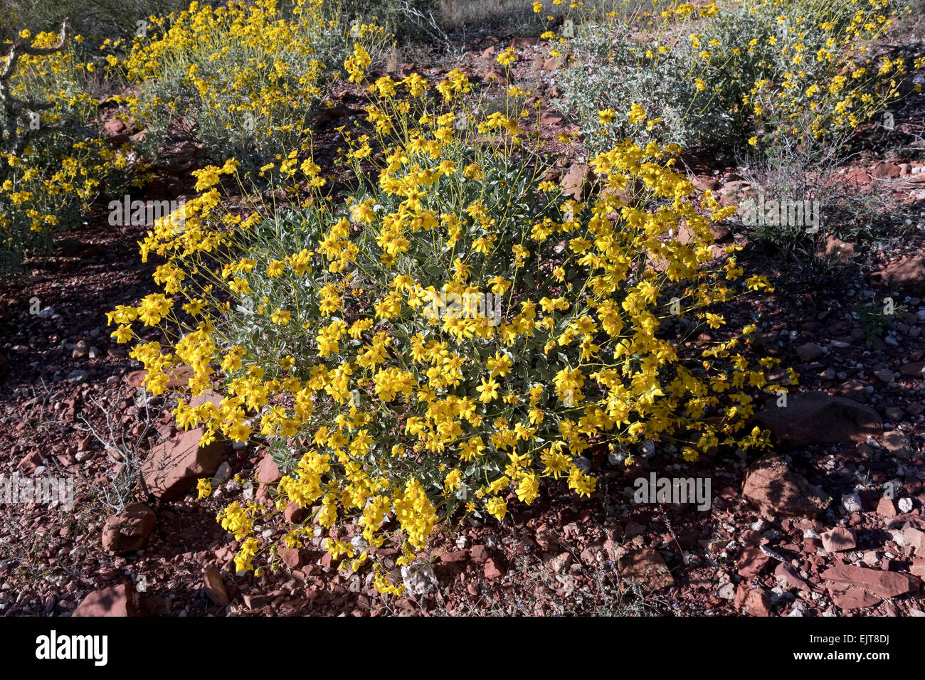 Brittlebush (Encelia farinosa), Saguaro National Park, West, Tucson