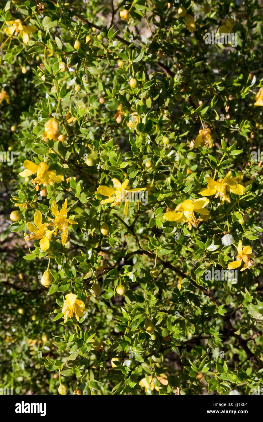 Creosote bush aka: Greasewood (Larrea tridentata), Arizona Stock Photo