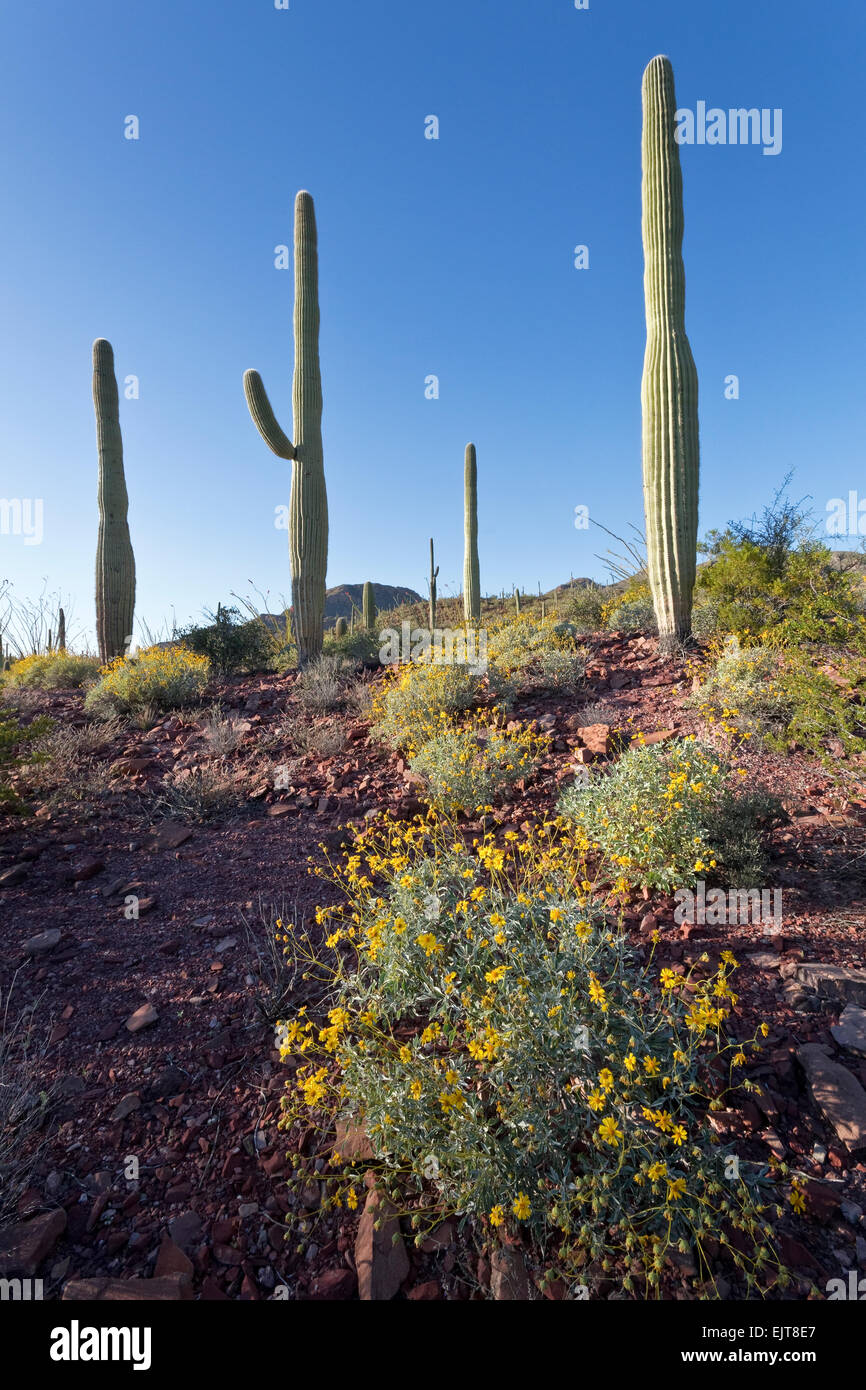 Spring in the Sonoran Desert, Saguaro National Park, Tucson, Arizona Stock Photo
