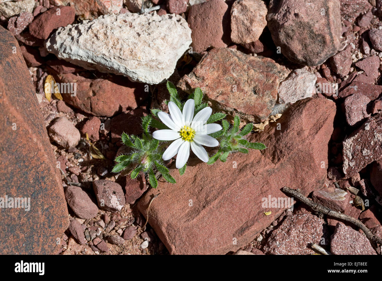 Desert Star aka; Daisy Desertstar (Monoptilon bellidiforme), Arizona Stock Photo