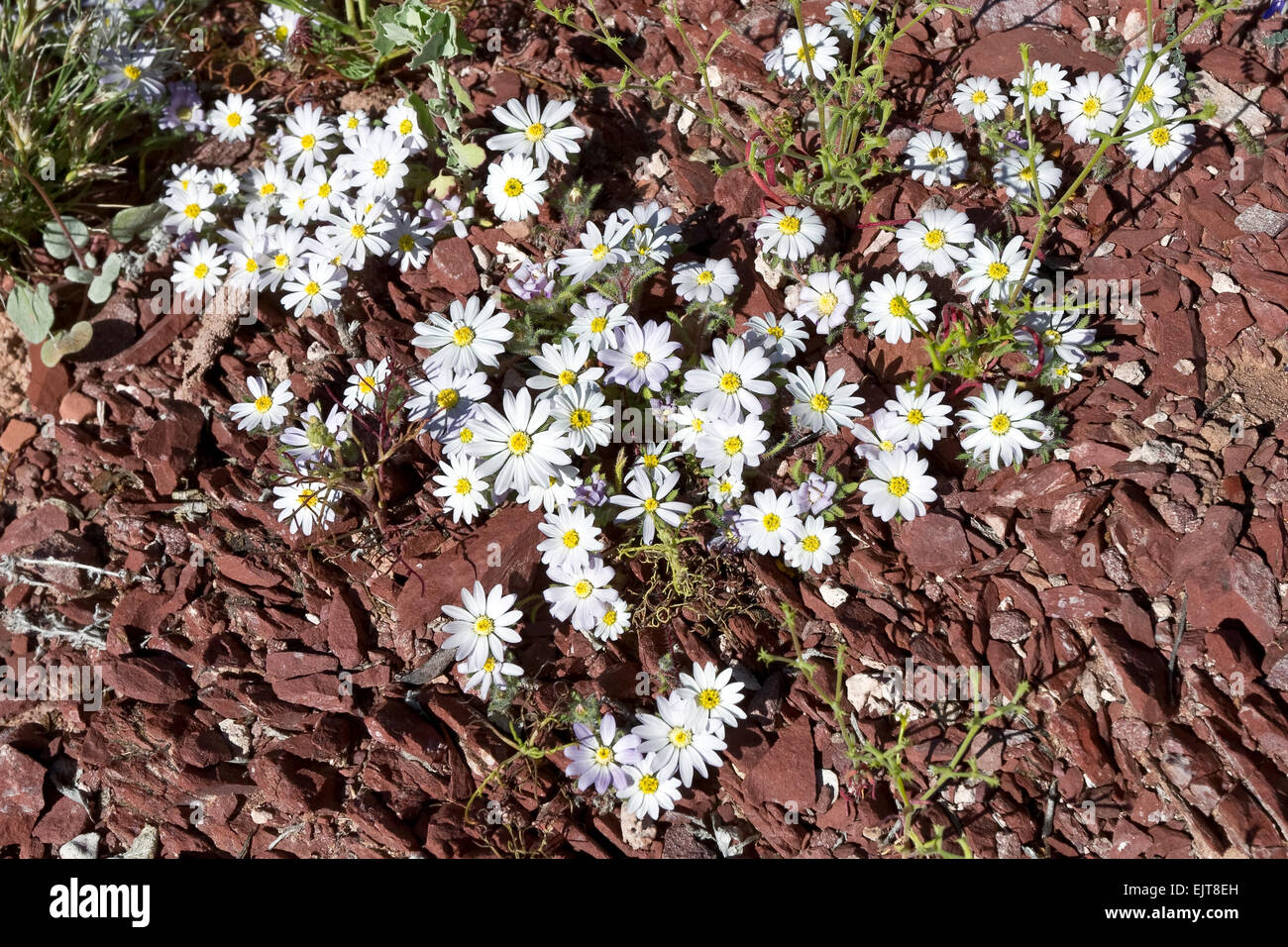 Desert Star aka; Daisy Desertstar (Monoptilon bellidiforme), Arizona Stock Photo