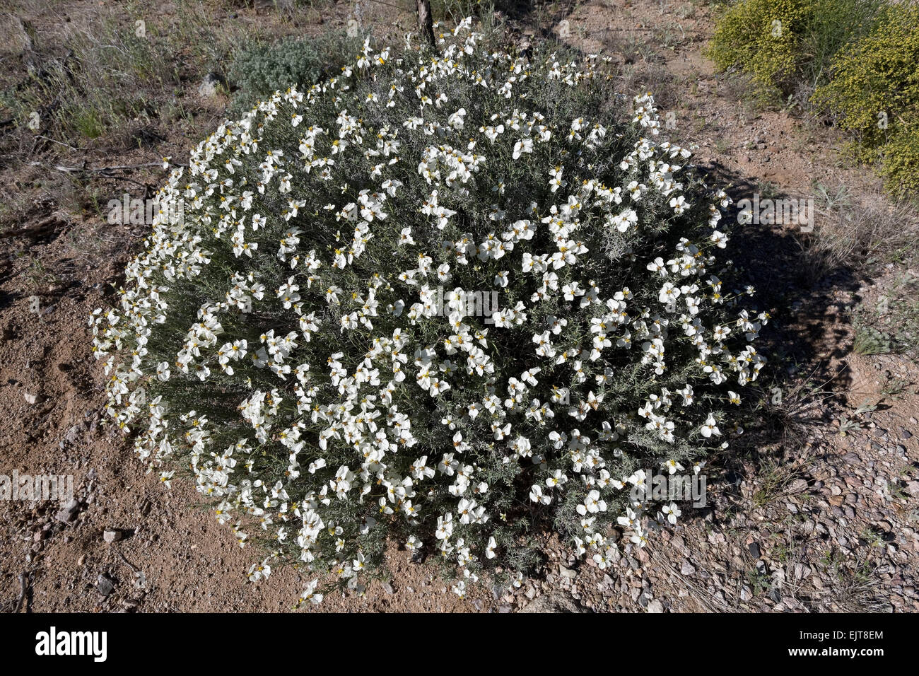 Zinnia acerosa aka: desert zinnia, wild zinnia, white zinnia and spinyleaf zinnia, Southern Arizona Stock Photo