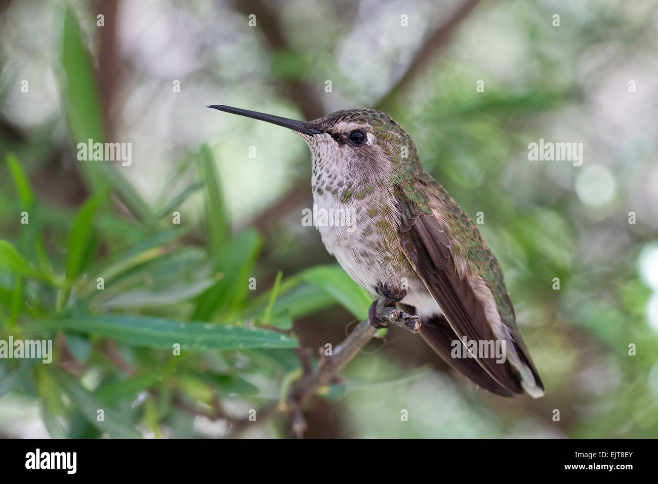 Female Anna's hummingbird (Calypte anna), Arizona Stock Photo