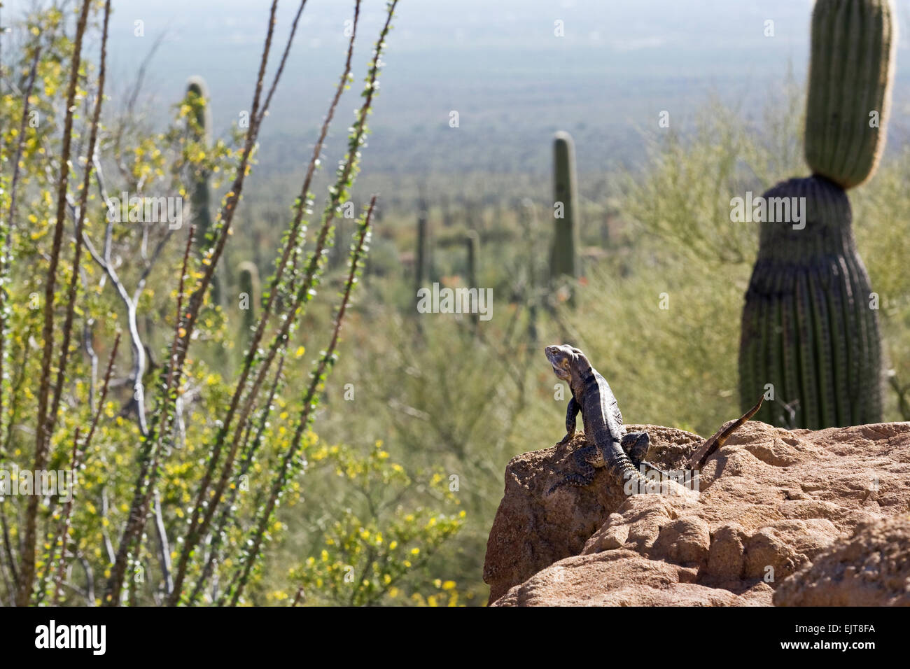 Spiny-tailed Iguana (Ctenosaura sp.) enjoying the view Stock Photo