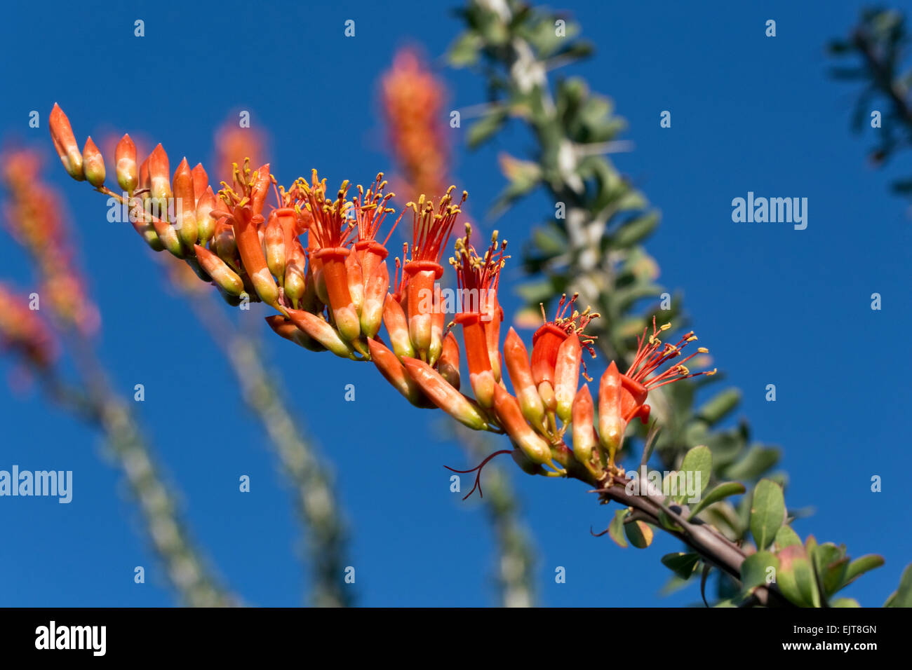 Closeup of Ocotillo Flowers, Saguaro National Park, Tucson, Arizona Stock Photo