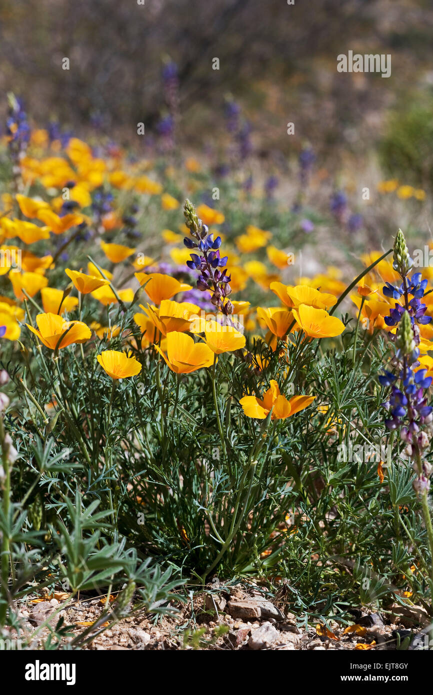 California Poppies and Desert Lupine bloom in Catalina State Park, Tucson, Arizona Stock Photo
