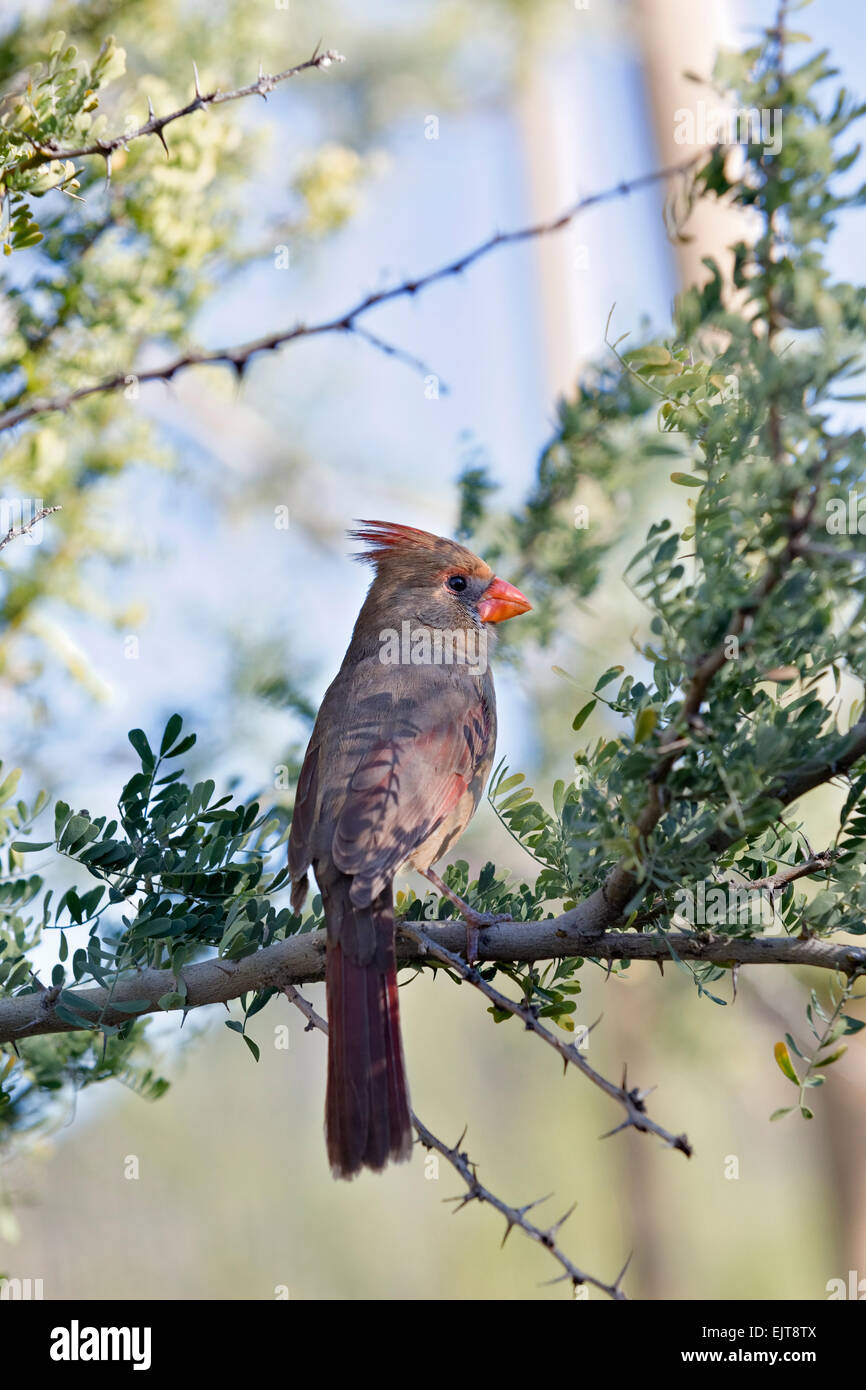 Pyrrhuloxia or Desert cardinal (Cardinalis sinuatus), Arizona Stock Photo