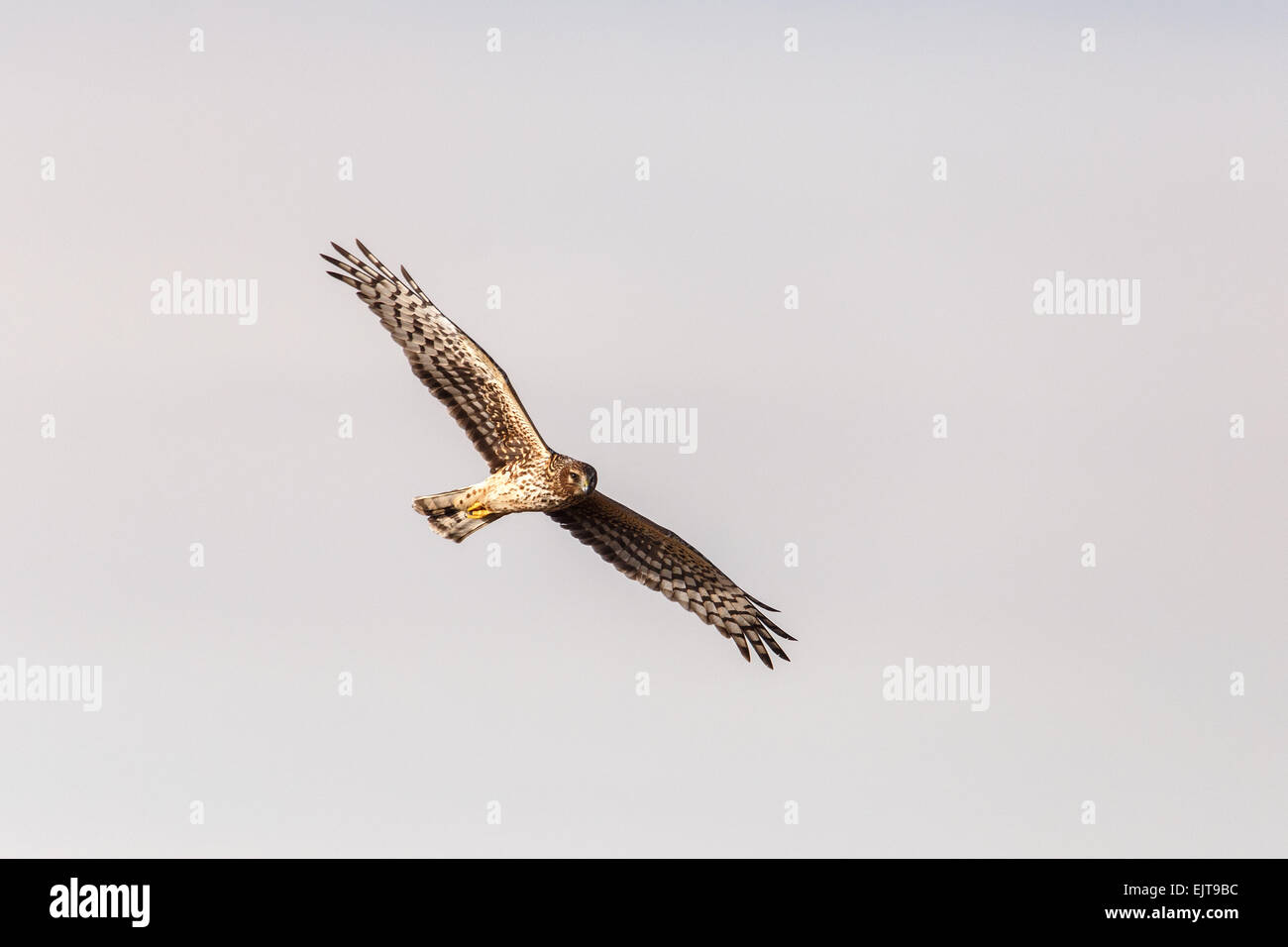 Harrier eagle hi-res stock photography and images - Alamy